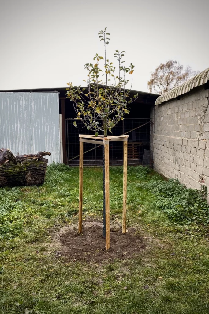2026_iwerk_spende_schulbauernhof_gangelt_birgden_baum_eingepflanzt-scaled