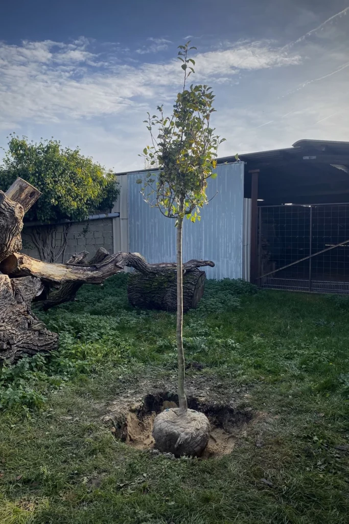 2026_iwerk_spende_schulbauernhof_gangelt_birgden_baum_vorbereitung-scaled