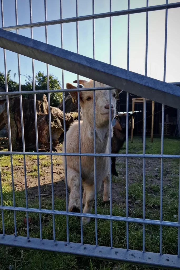 2026_iwerk_spende_schulbauernhof_gangelt_birgden_weisse_ziege-scaled
