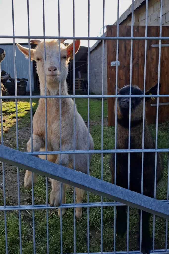 2026_iwerk_spende_schulbauernhof_gangelt_birgden_ziegen_scaled